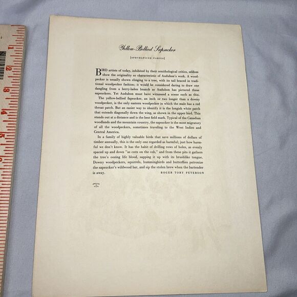 Yellow Bellied Sapsucker Print Roger Tory Peterson From Audubon Birds of America - Picture 7 of 8